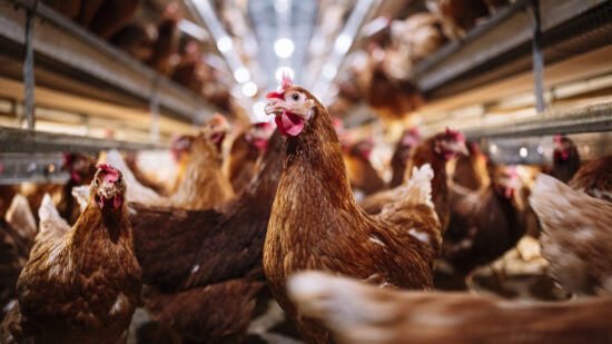 Fowl Play: Federal Circuit Rules "About" Too Vague to Fly